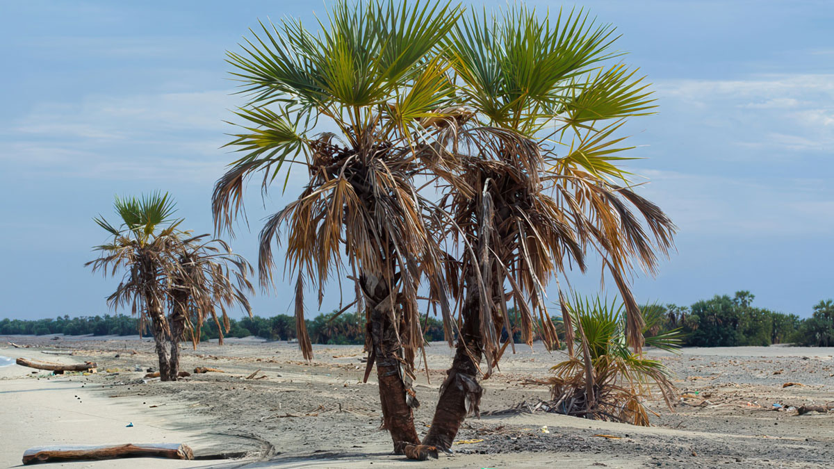 East-Africa-Field-Report