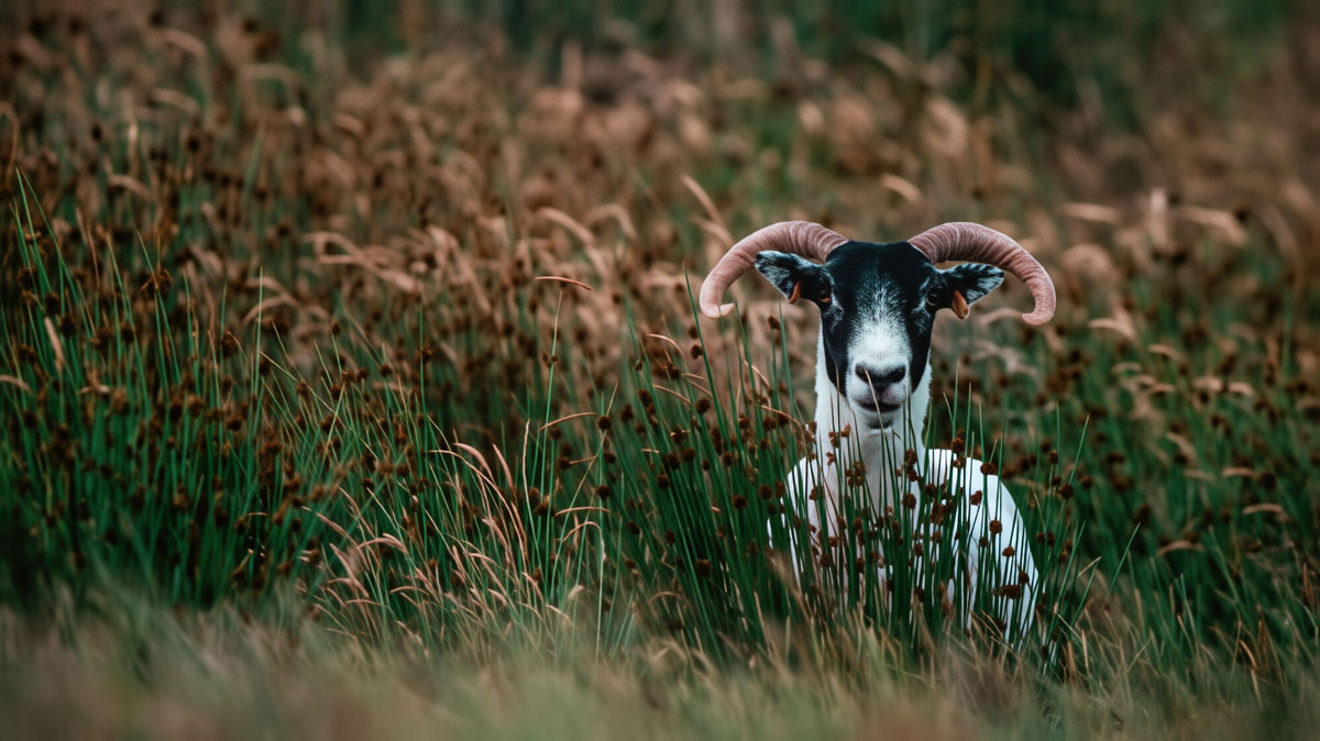 the-all-purposeful-loving-and-merciful-God