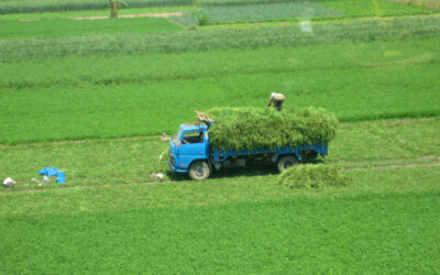 Behold, the Harvest!