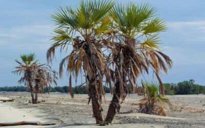 East Africa Field Report