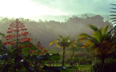 Live School Empowering Local Initiatives in Guyana