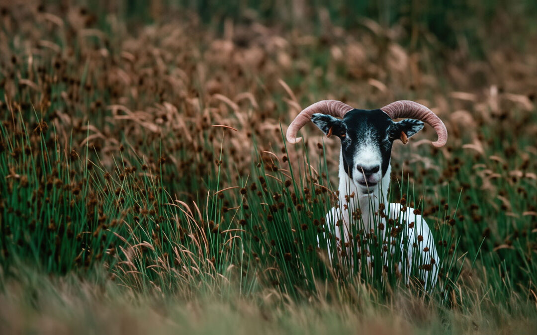 The All Purposeful, Loving and Merciful God